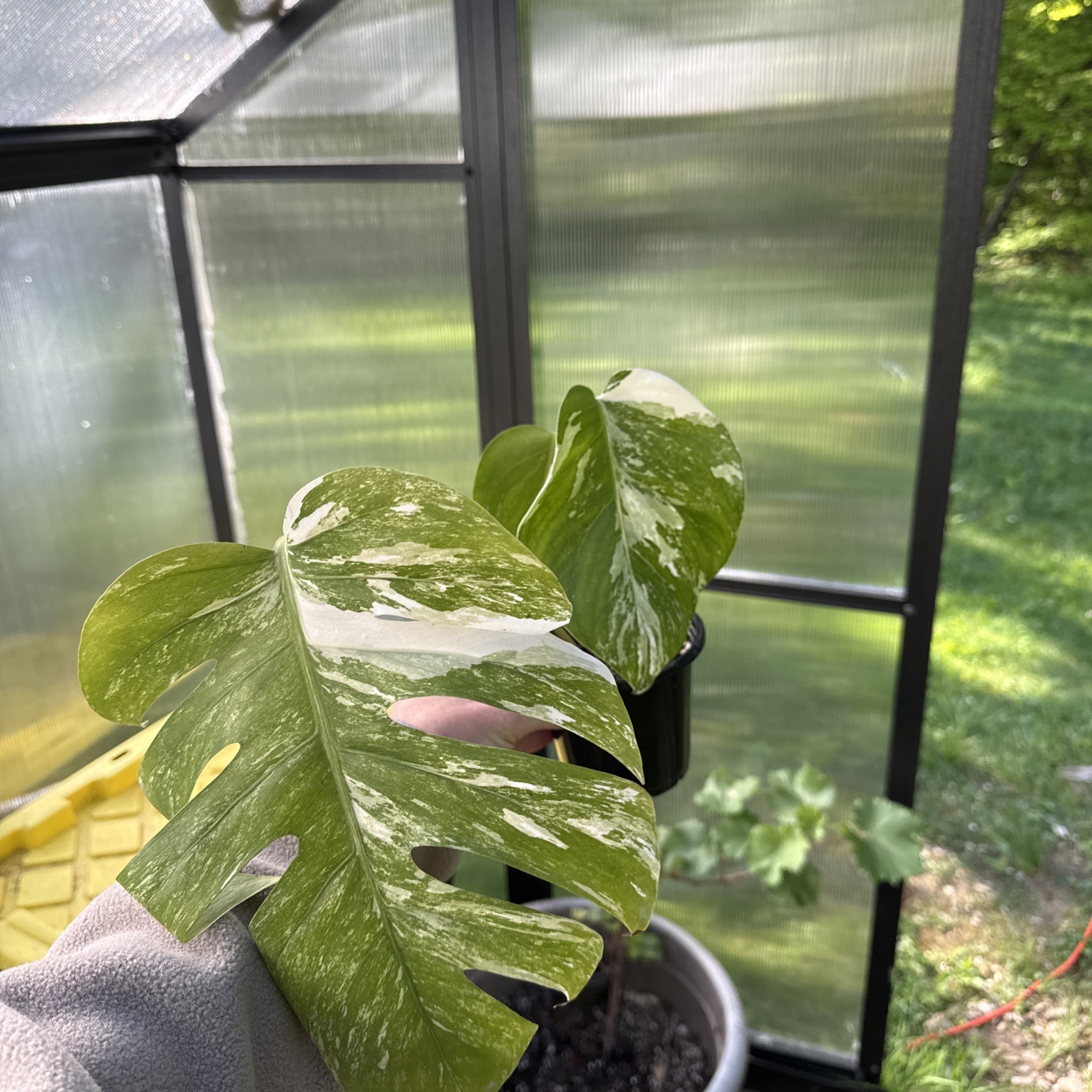 Monstera Albo