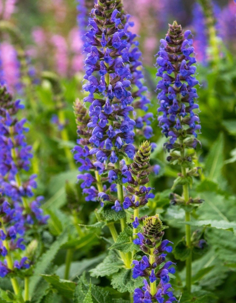 Salvia Sallyrosa