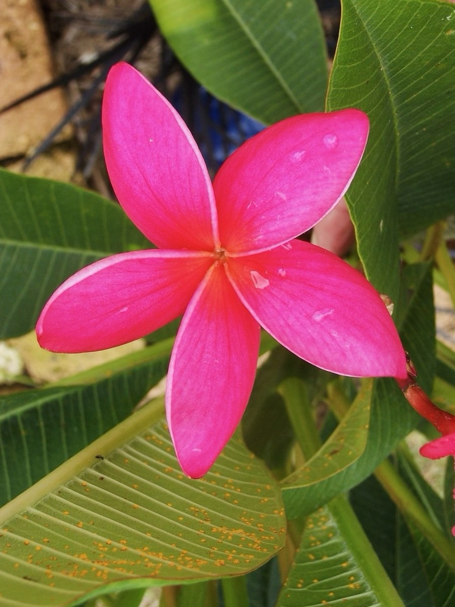 🌺 24- HOUR FLASH SALE! Fresh Exotic Pink Plumeria 2 Cuttings 10-12 Inches