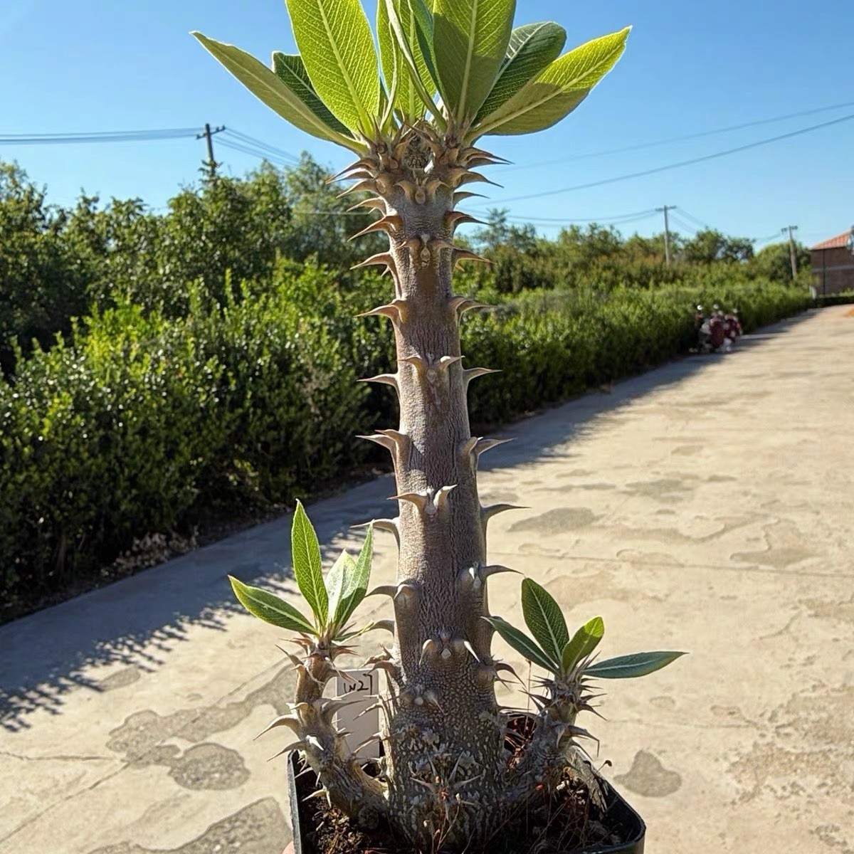 Pachypodium densiflorum Rare Caudex Succulent Exact Plant