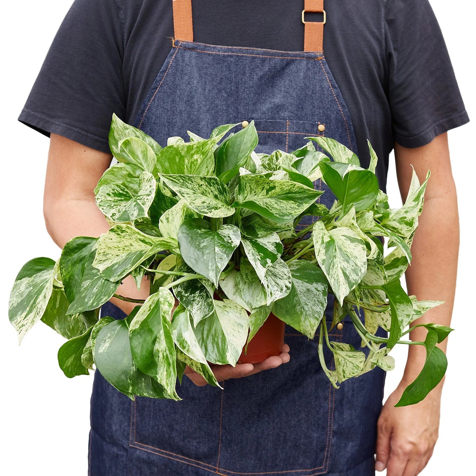Pothos Marble Queen • Epipremnum aureum • Creamy White & Green Variegation