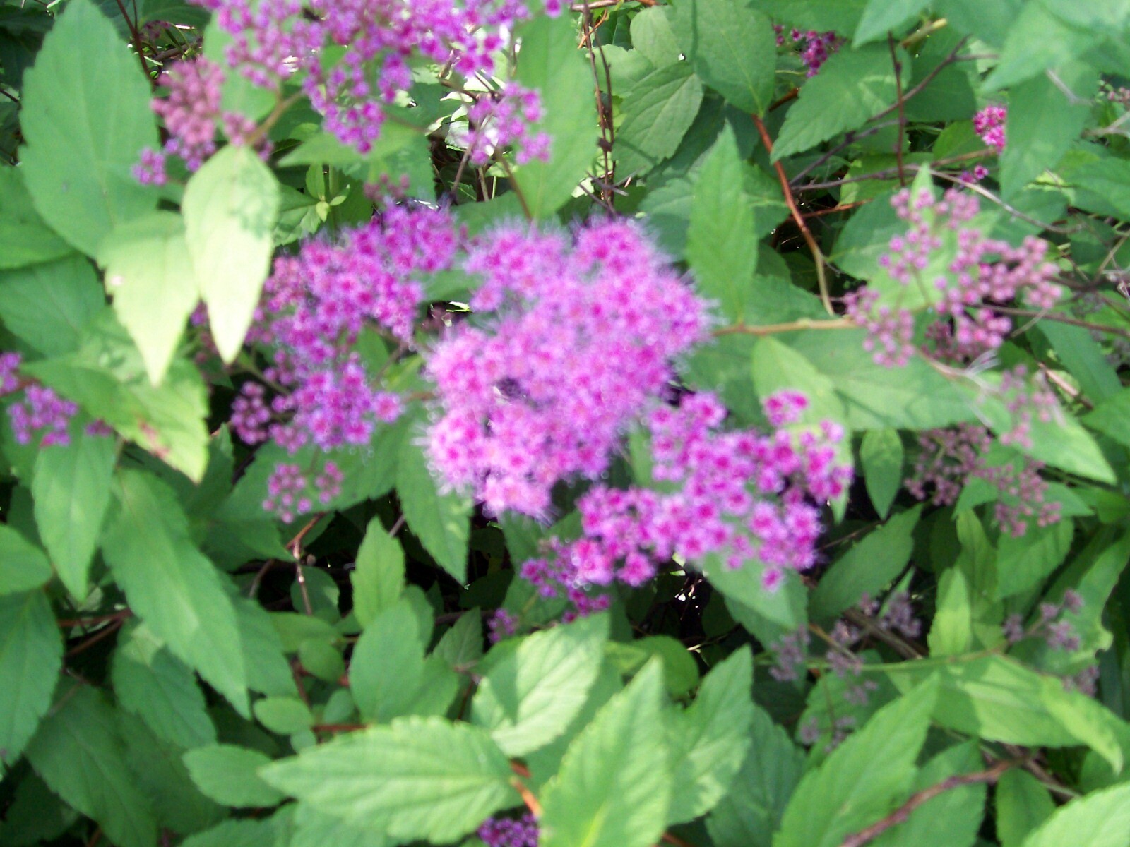 MAGIC CARPET SPIREA CUTTINGS SET OF 10 UNROOTED 6 TO 8 INCHES