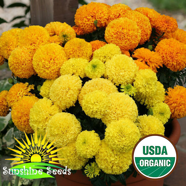 African Crackerjack Marigold Seeds (200) / Attract POLLINATORS / ORGANIC / FL