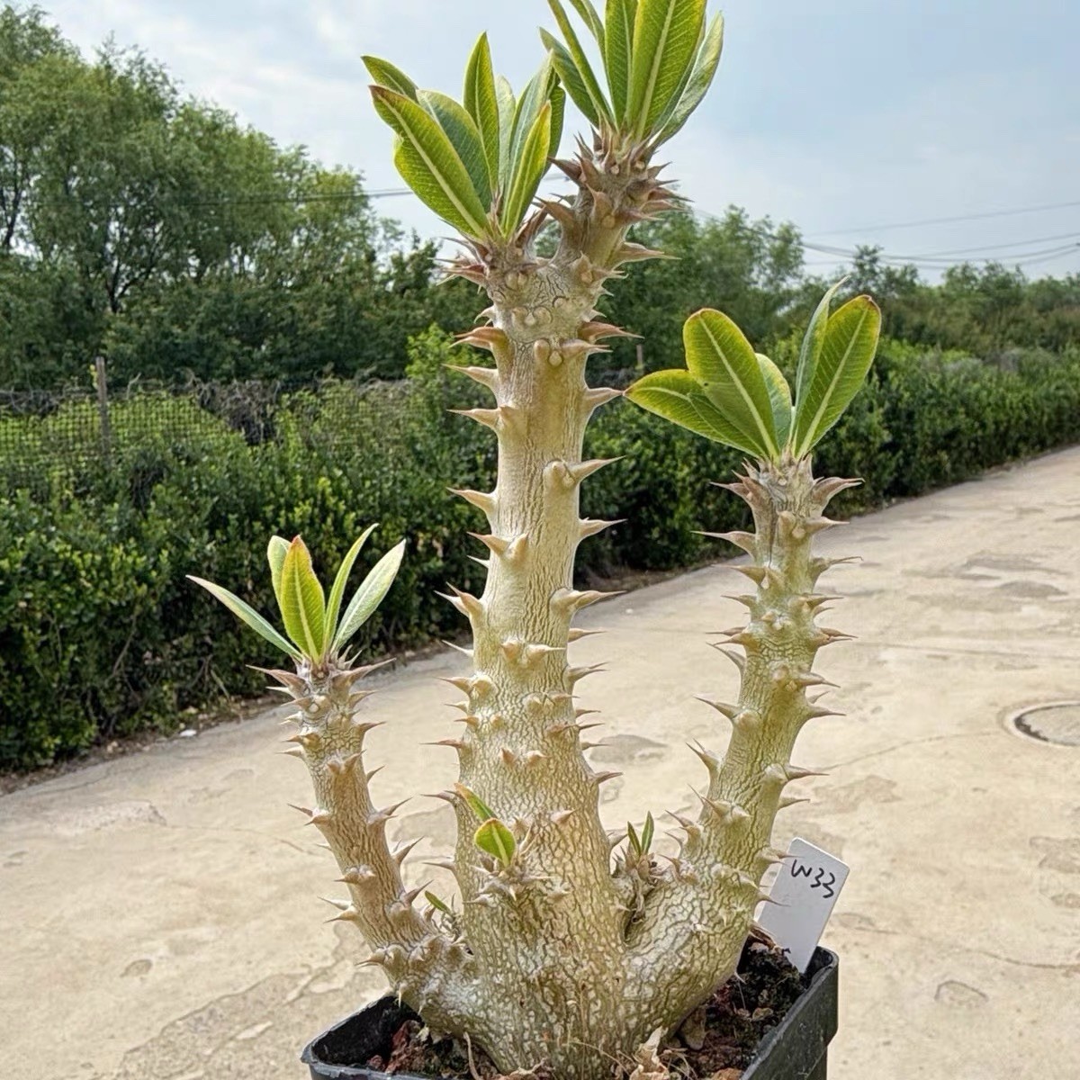 Pachypodium densiflorum Rare Caudex Succulent Exact Plant