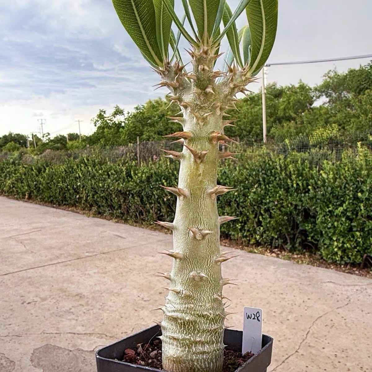 Pachypodium densiflorum Rare Caudex Succulent Exact Plant