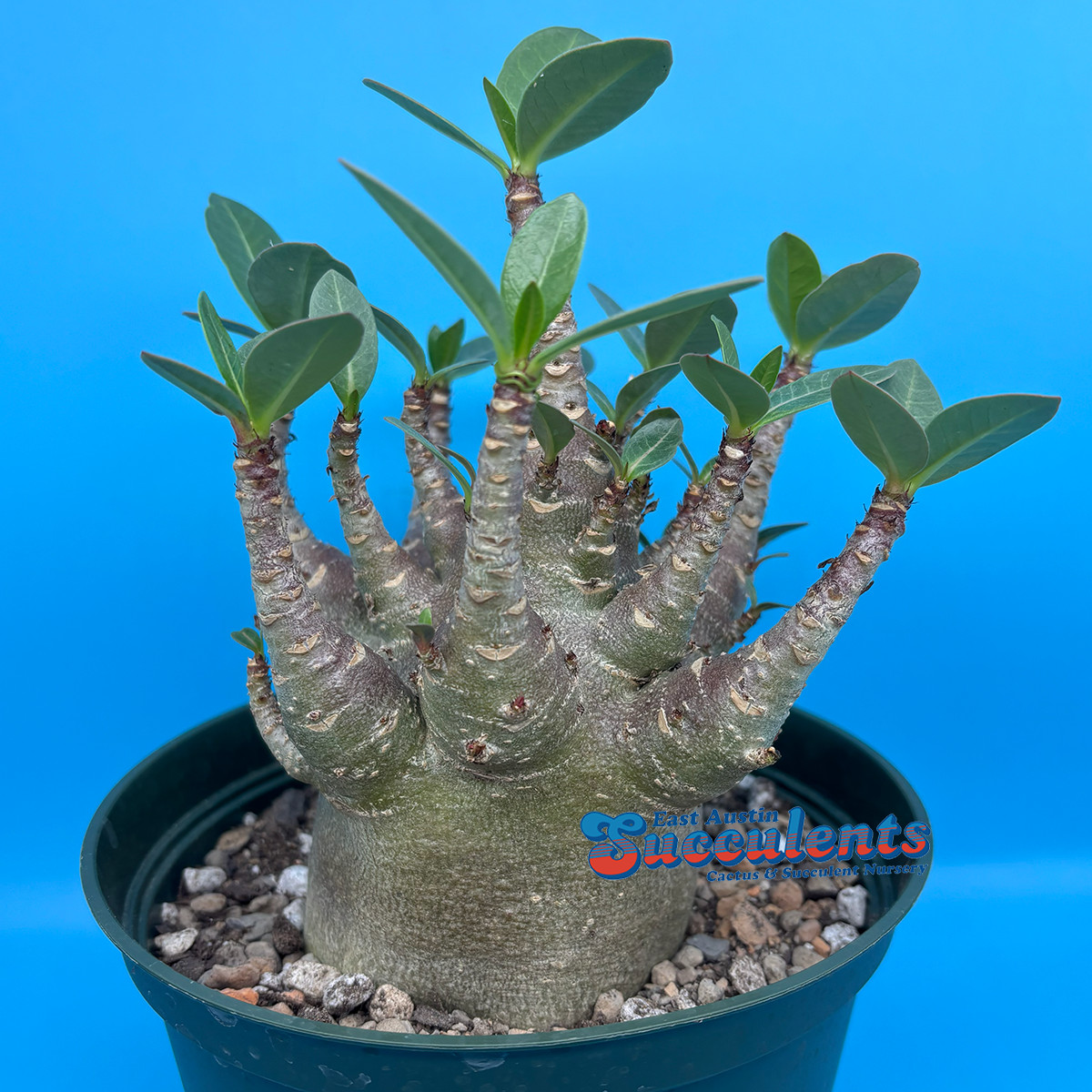 Adenium thai socotranum hybrid ‘black skin’ – Live Rooted Succulent