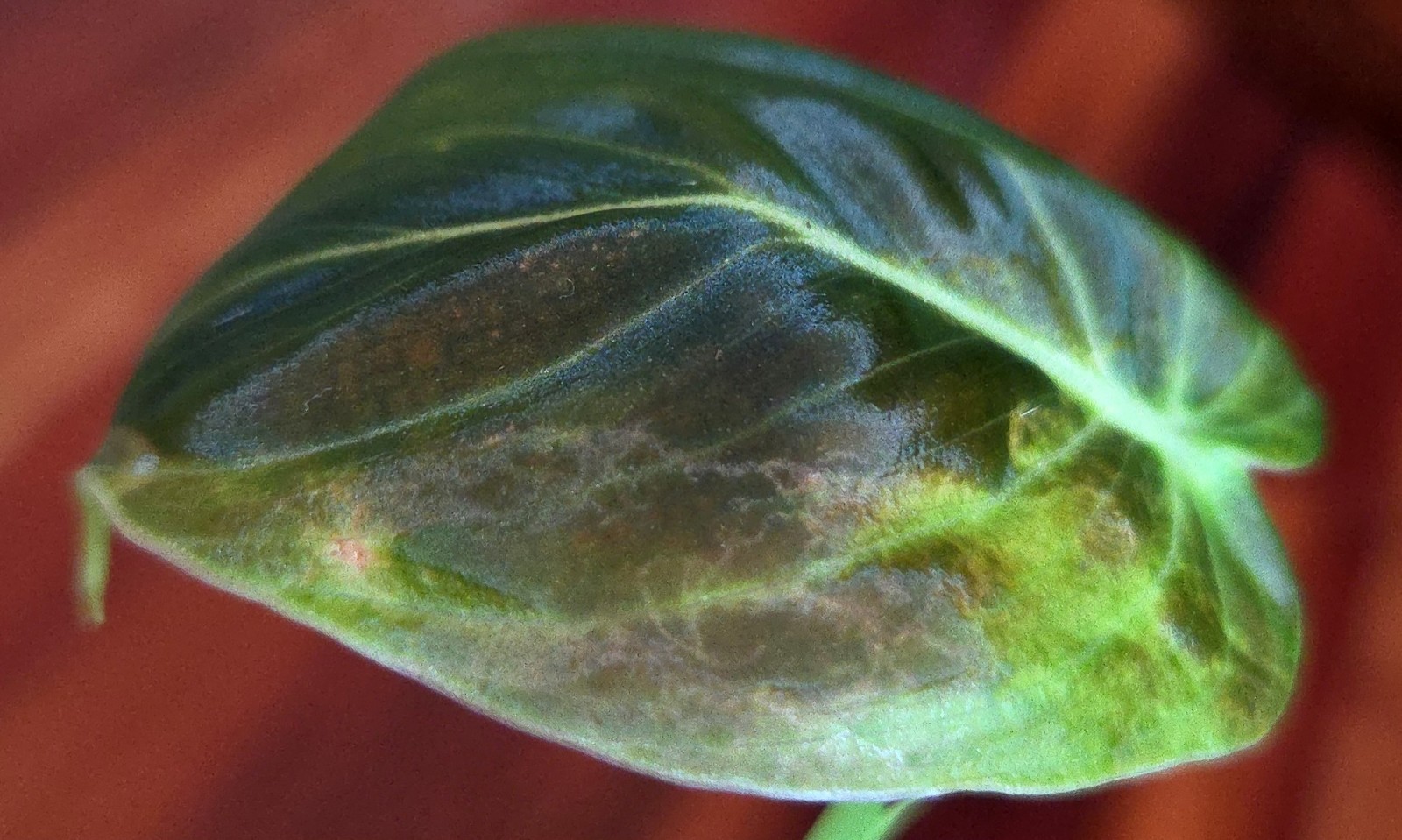 Rare Philodendron Variegated Melanochrysum 13″ Tall Not Anthurium Aroid Monstera