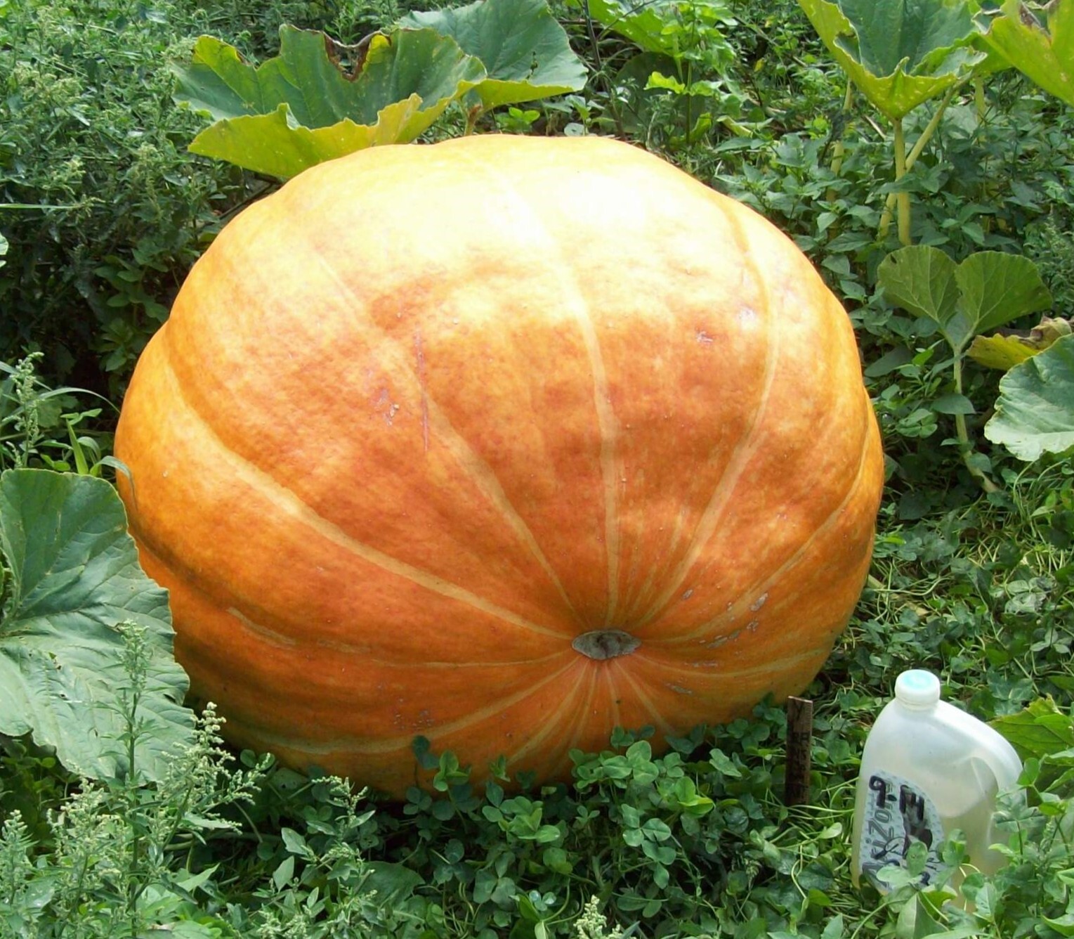 Atlantic Giant Pumpkin Seeds (6+!) Spring is coming! Free Shipping! Easy 2 Grow!