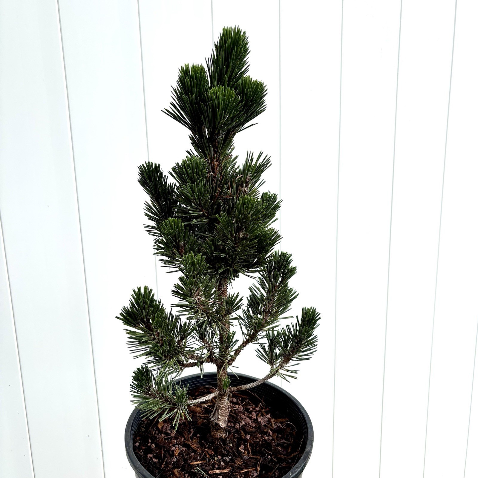 Pinus Thunbergii Koto Buki Pre Bonsai Tree Japanese Black Pine Upright Style