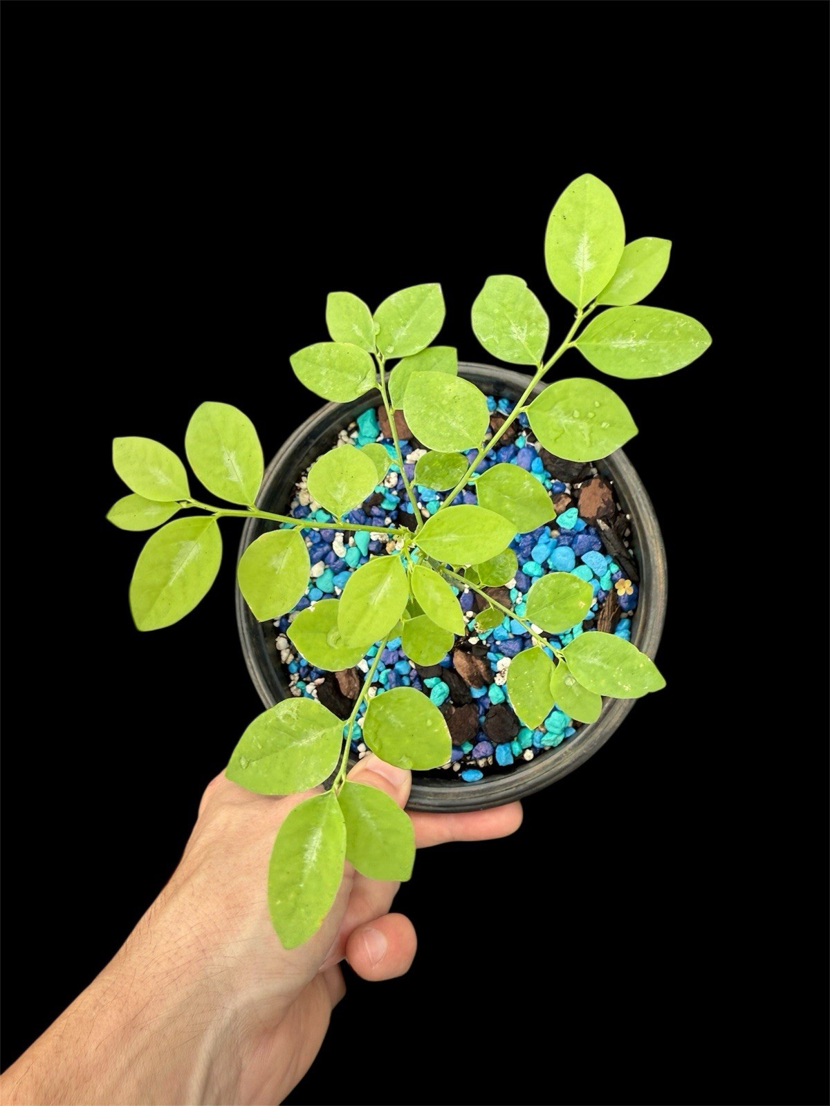 Moringa Oleifera Miracle Tree 4–7” Live Rhizome Cutting Organic Superfood Plant