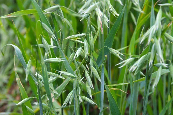 5 lb. Forage Oats Proven Deer Attractant High Protein Food Hay Forage