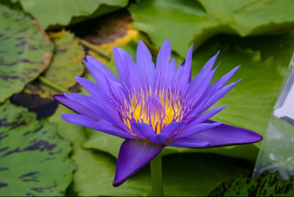 Blue Spider Tropical Waterlily