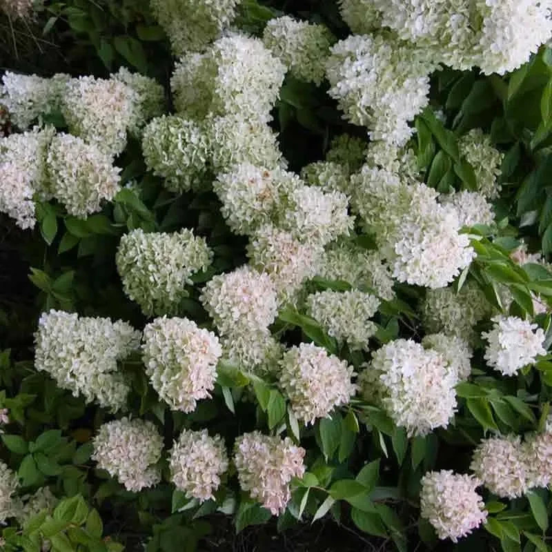 Pee Gee Hydrangea Paniculata Glandiglora Bare-root 3 Plants