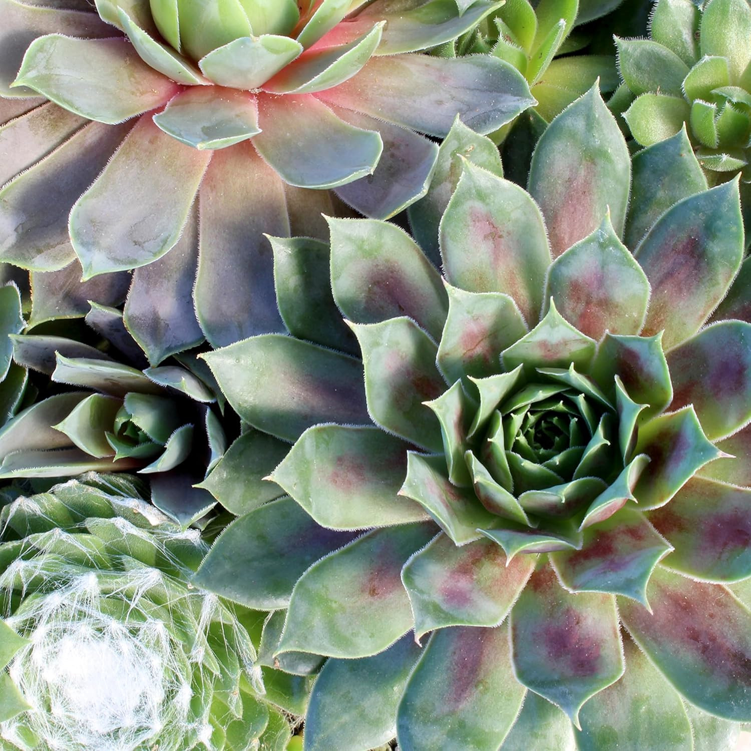 Non-Toxic Live Sempervivum Succulent Plant Gift in 8″ Decorative Pot, Real Succu