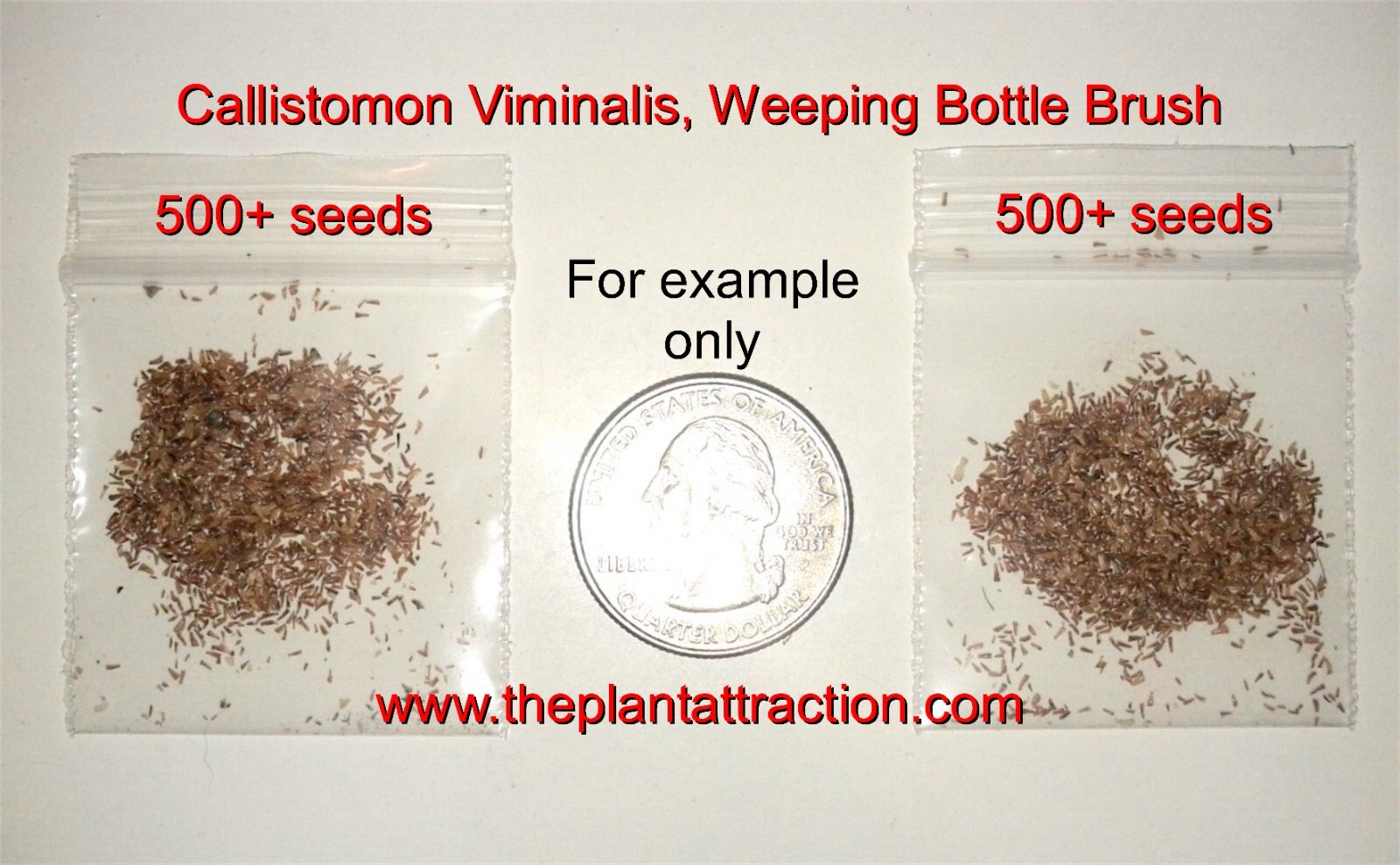 Callistemon Viminalis 500+ Seeds, Ornamental Weeping Bottle Brush Tree, Bonsai