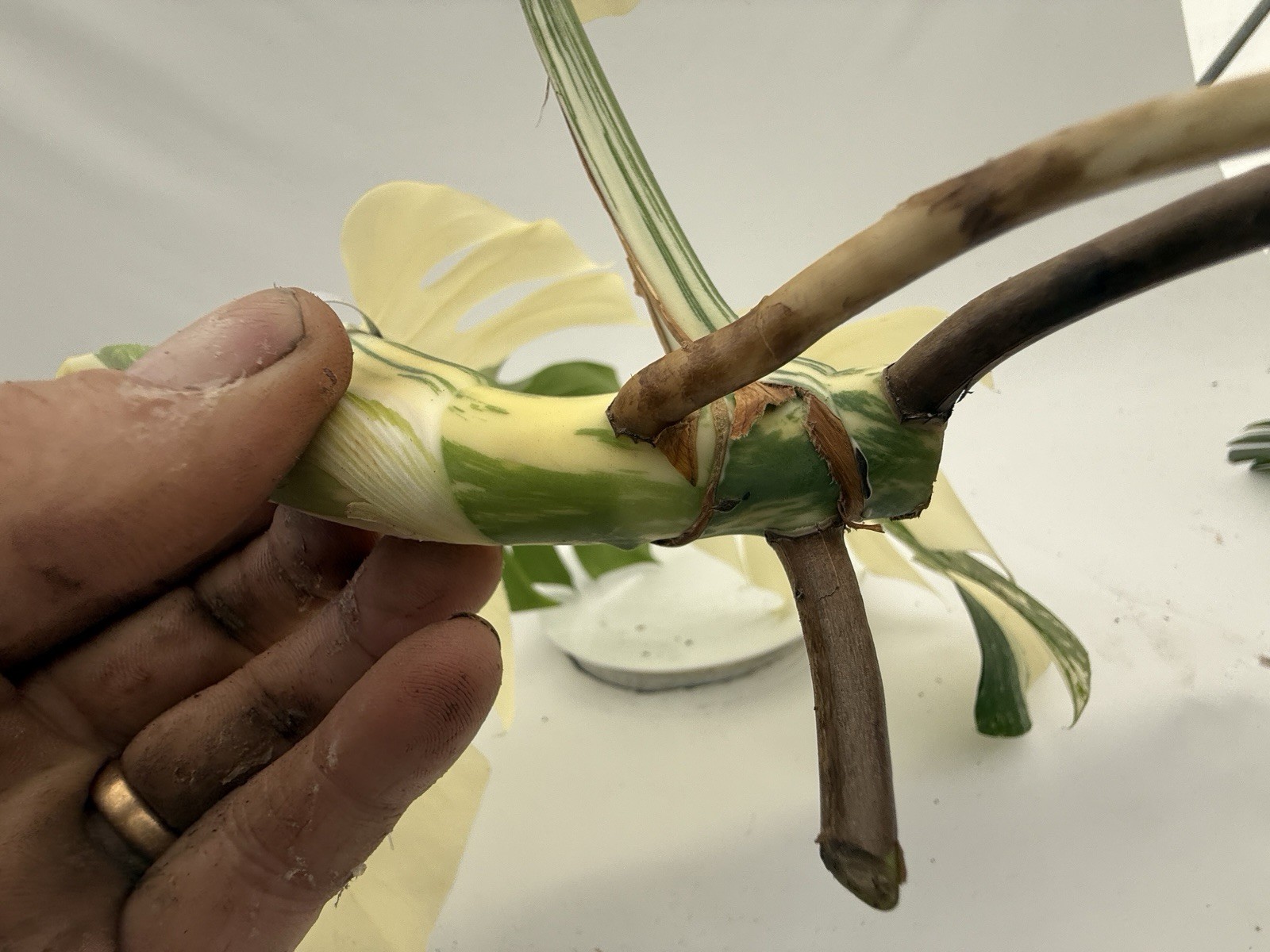 Monstera Albo top cutting EBAY-2607-001