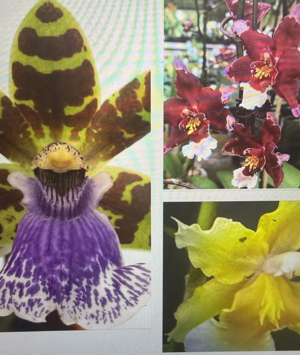 ORCHID PLANTS Onciduim or Zigo 3 in pot BS