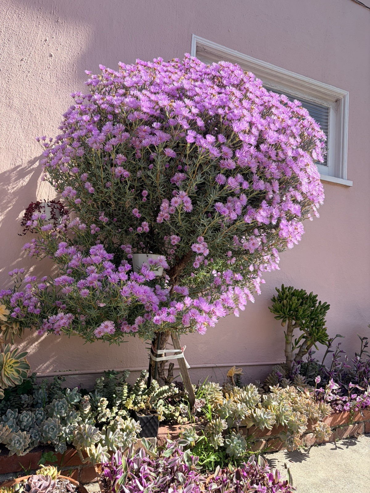 Ice plant -no pot