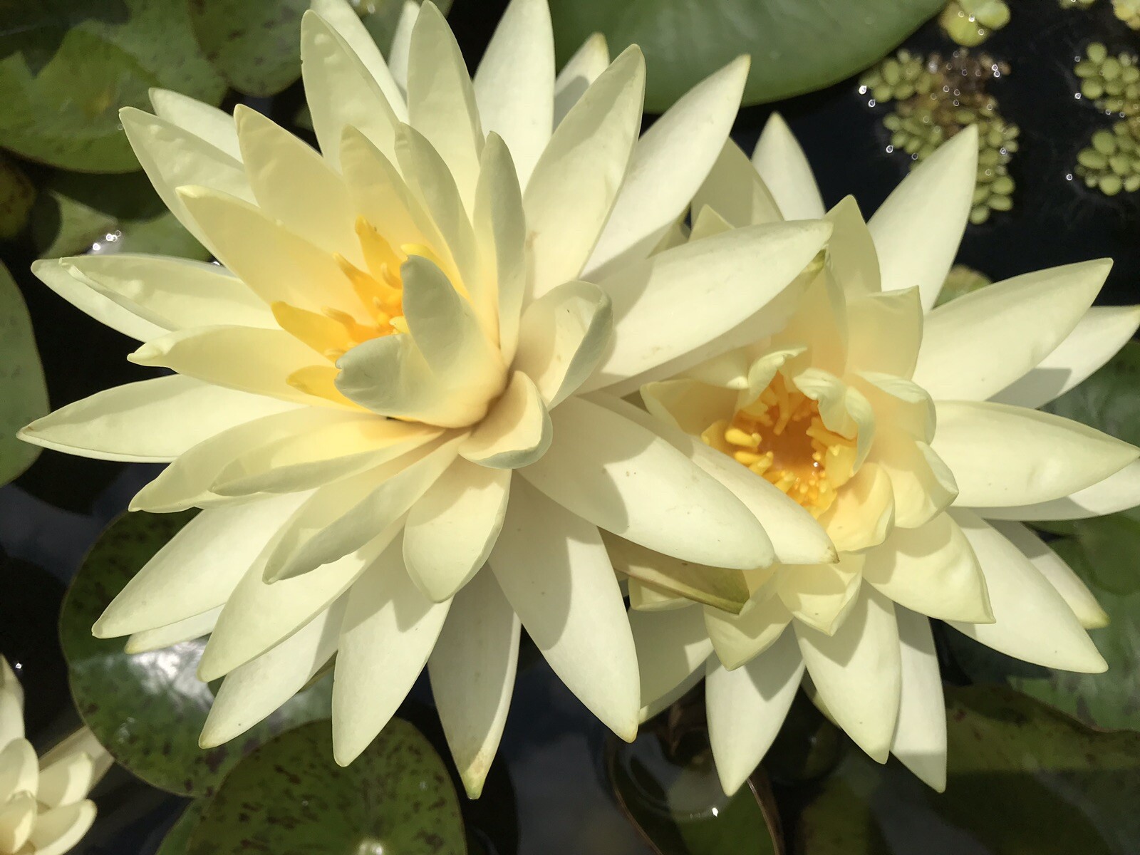 Water Lily ‘Texas Dawn’ (Nymphaea) / Winter-Hardy Sprouted Tuber Rhizome