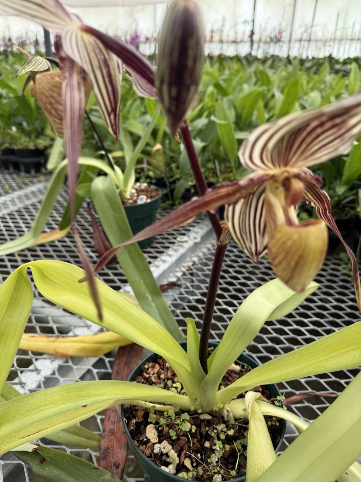 Orchid Plant Paph Phil Mercury 2 growth bare root no pot no bloom