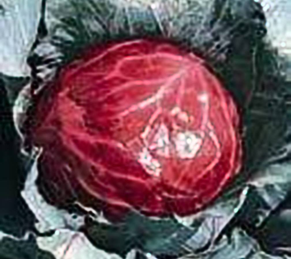 seed kingdom Cabbage Mammoth Red Rock Great Heirloom Vegetable Bulk 1 Lb Seeds