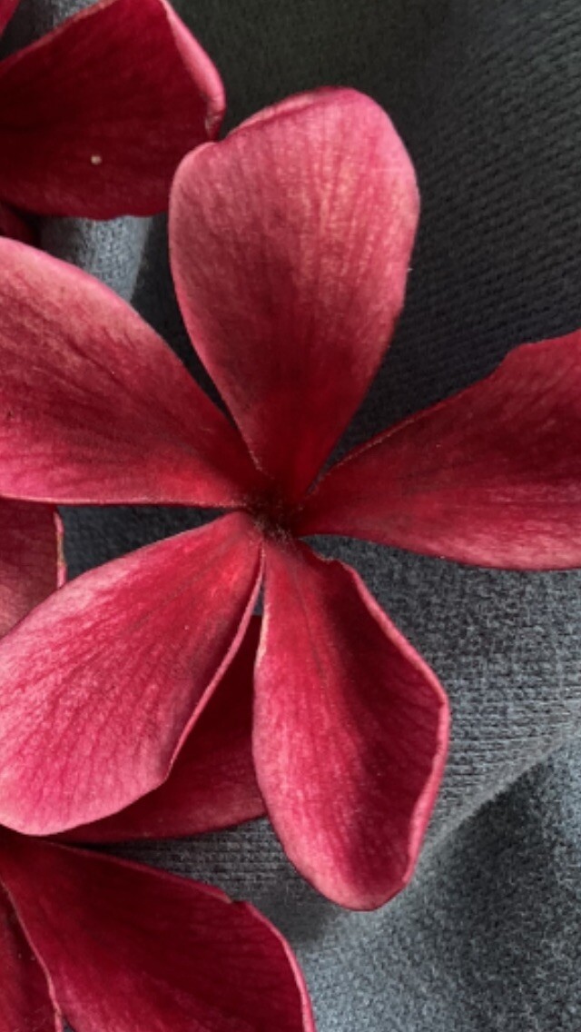 2 Hawaiian Regal Plumeria Frangipani Temple tree Velvet Red Pink #12