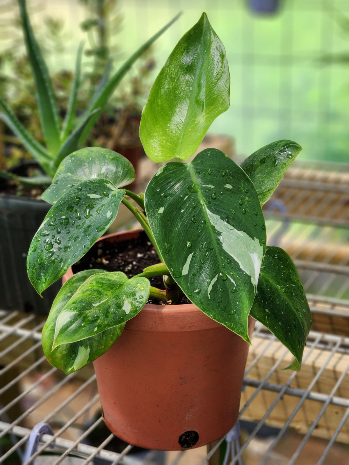 Philodendron Variegated Green/White Live Potted Indoor Plant 6inch pot