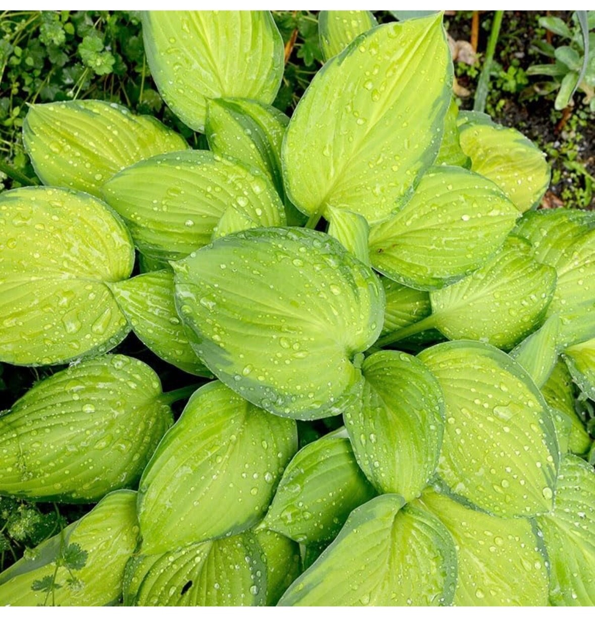 Yellow Hosta – “Golden Tiara” hosta plants – 3 plants