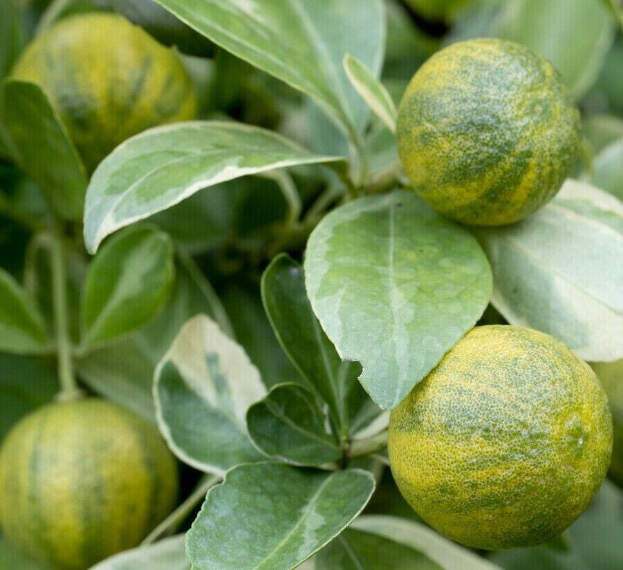 Centennial Variegated Kumquat Tree – 26-30″ Tall – Live Citrus Plant – Potted