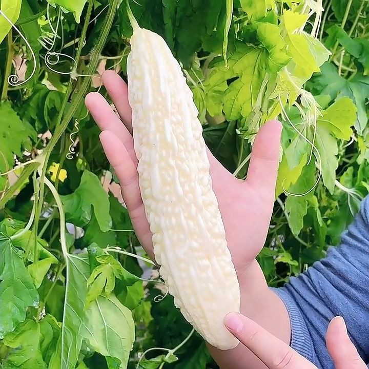 10+ Bitter Gourd Seeds — WHITE — Melon — Ku Gua —- NON GMO —— FRESH
