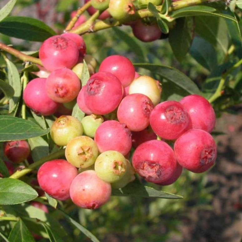 3 Pack Pink Lemonade Blueberry Starter Plants Rabbiteye Fruit Bushes