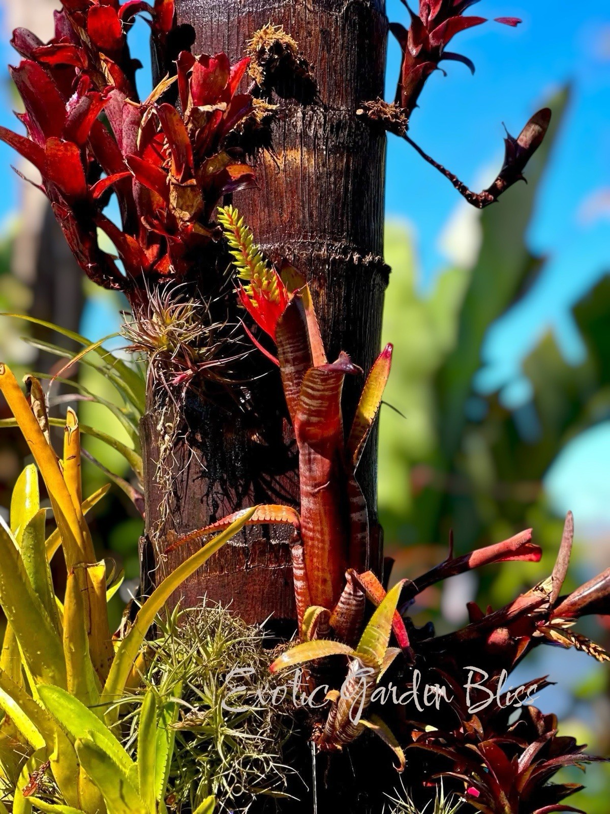 🌺🔥 Aechmea nudicaulis ‘Rafa’ – Rare Collector Bromeliad – Stunning Plant