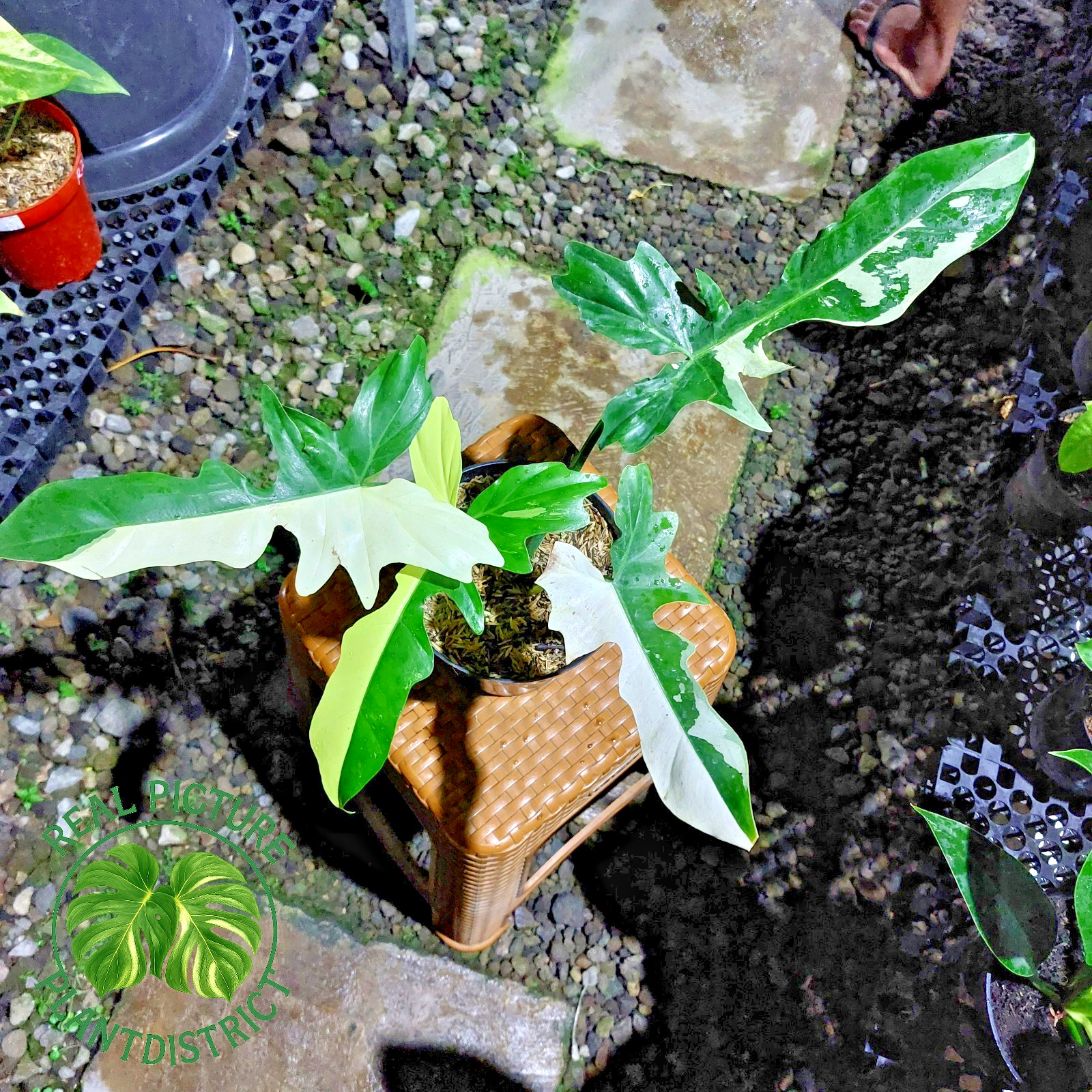 Real Photo Philodendron Golden Dragon Halfmoon Variegated Free Phyto