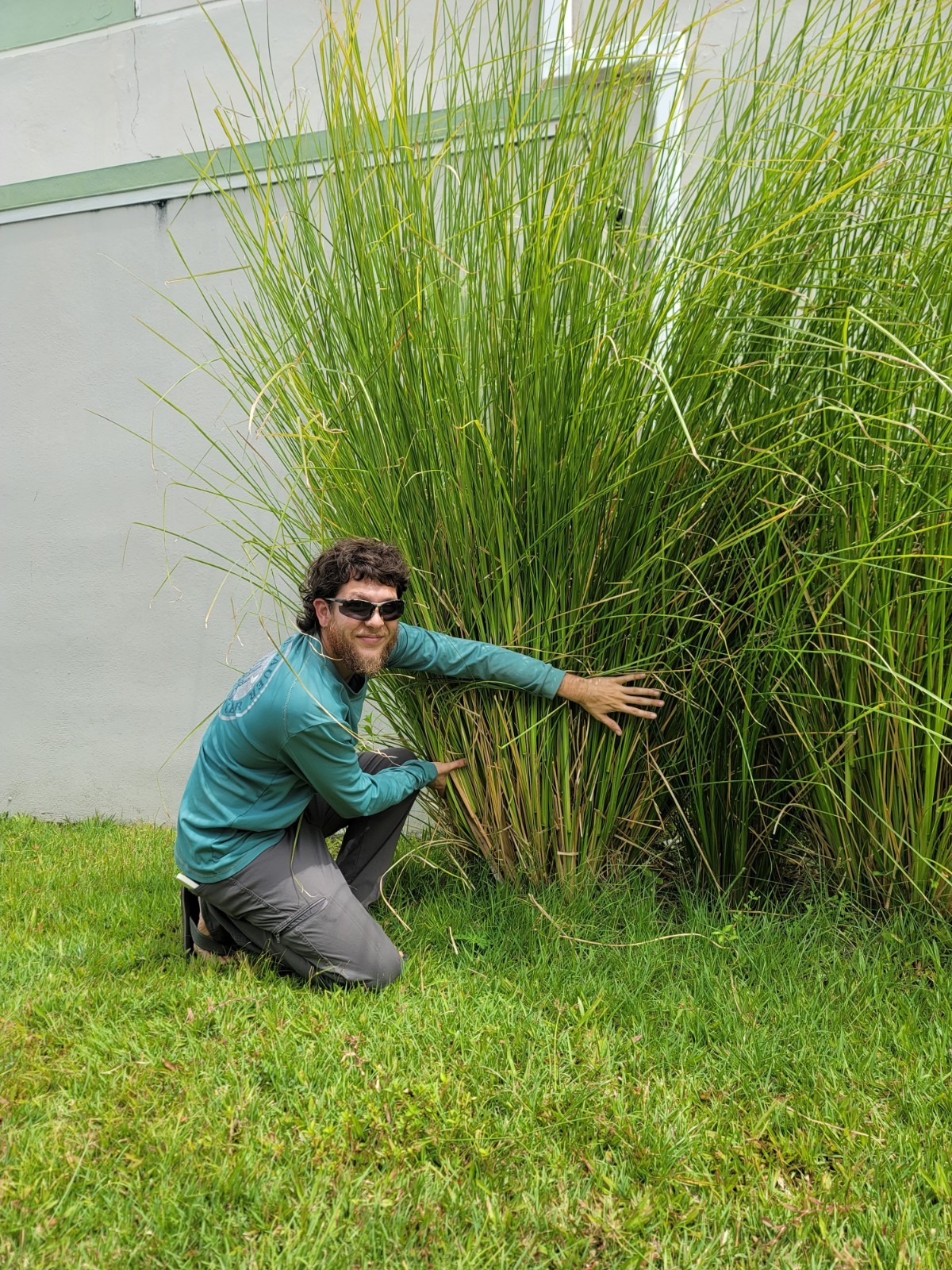 Vetiver live plant for EROSION CONTROL 25 pcs combo