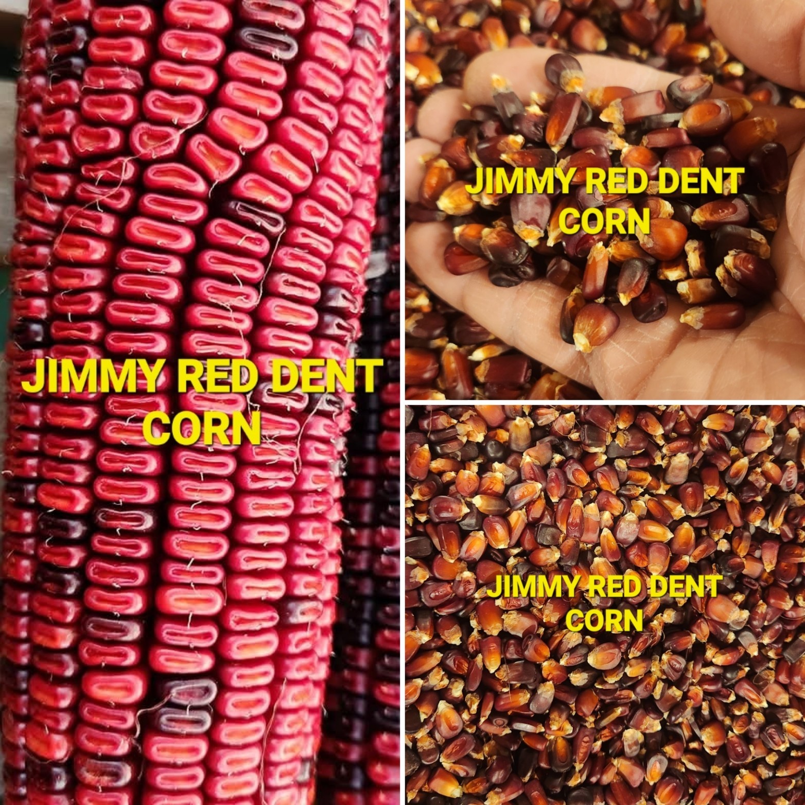 Jimmy Red Corn – Heirloom Dent Corn For Seed or Milling – 1 Pound