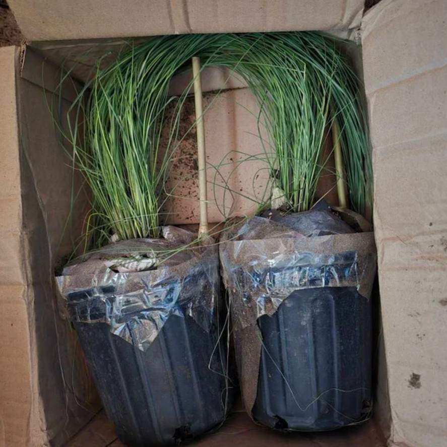 Pink Gulf Muhly Grass Live Plant – 1 Gallon Pot – Fully Rooted Ornamental Grass