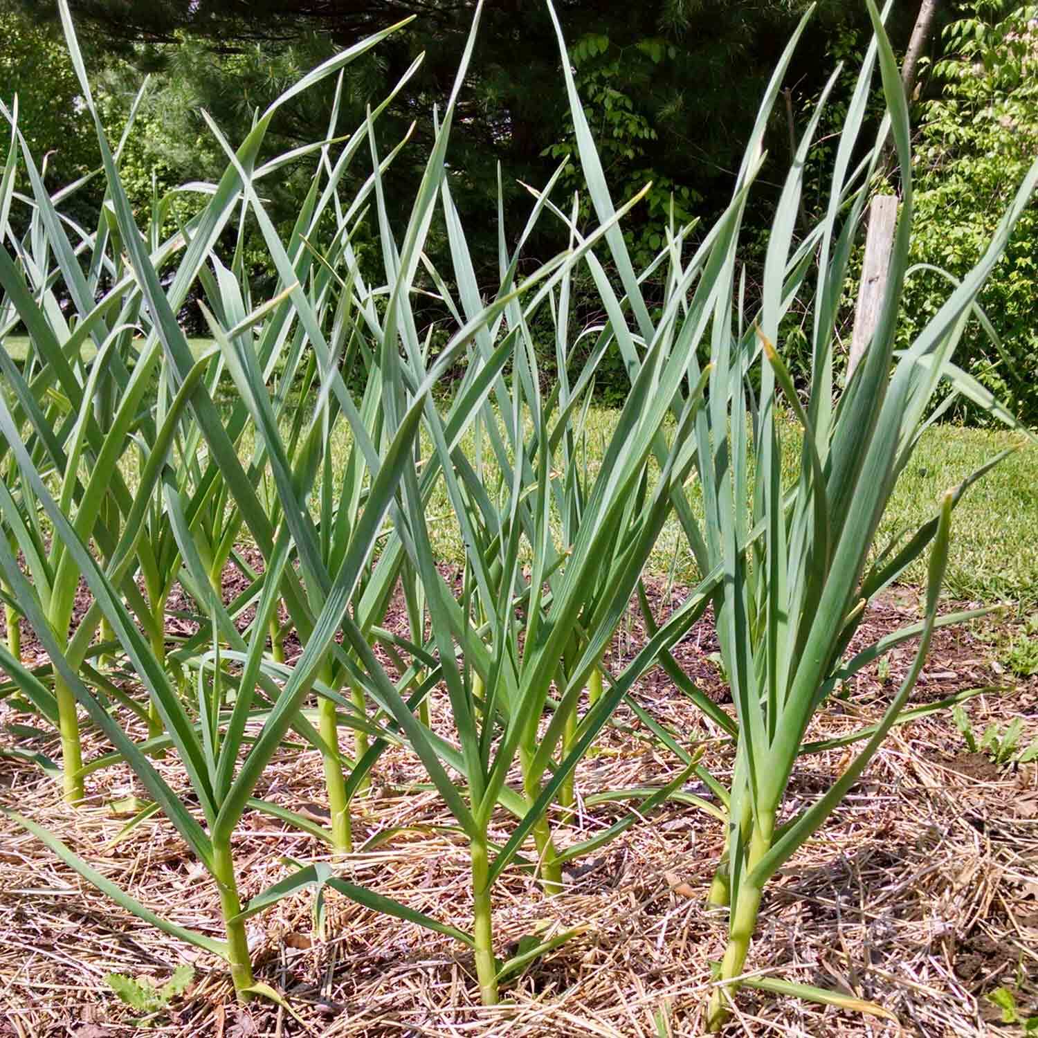 ORGANIC GERMAN GARLIC HARDNECK SEED BULBS XL JUMBO LARGE BULB HEIRLOOM USA