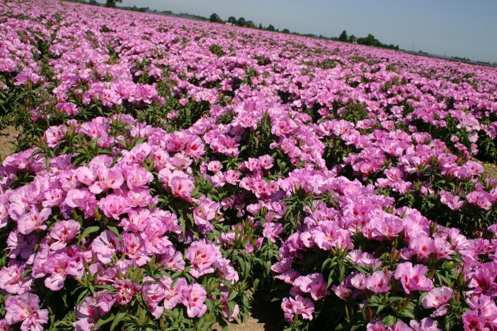 Lilac Godetia, Clarkia bottae. 4000 Seeds Free Shipping!