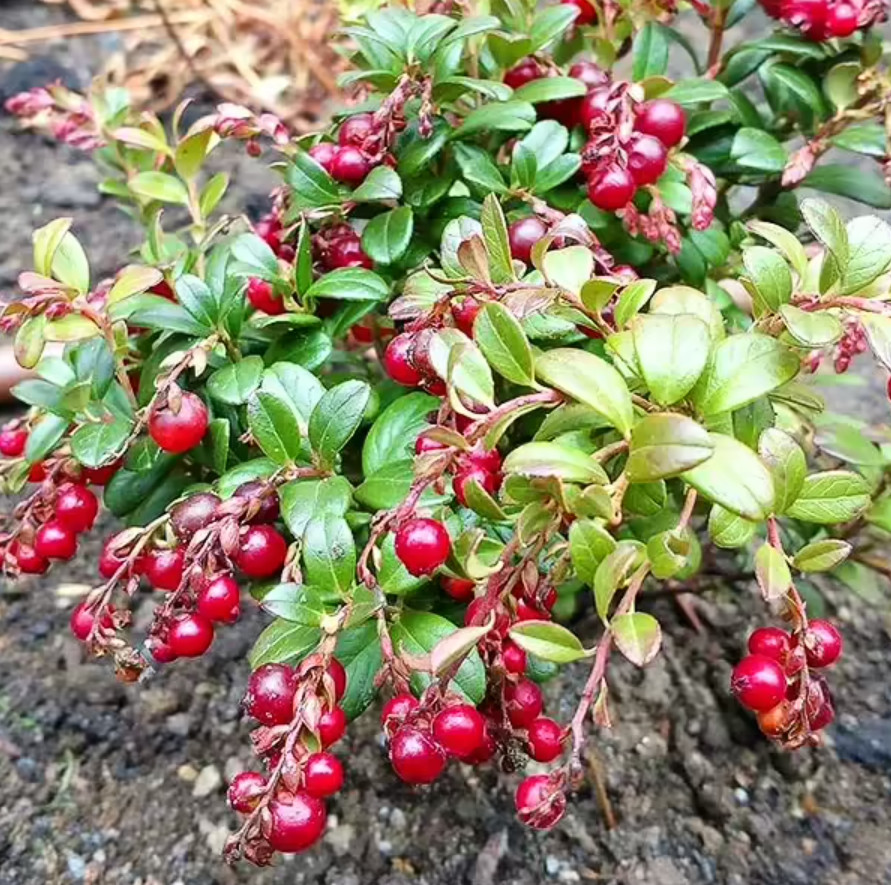 Lingonberry ‘Red Candy’ – Compact Edible Ground Cover – Fruiting Shrub