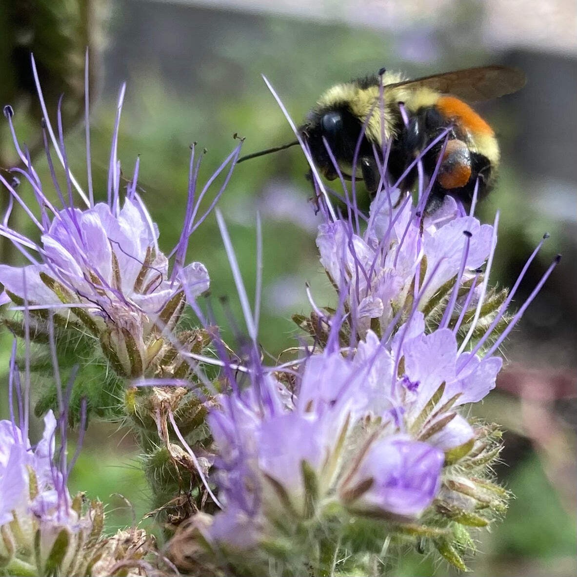 Bee’s Friend Phacelia Seeds (Phacelia tanacetifolia) ~Native Pollinator Garden