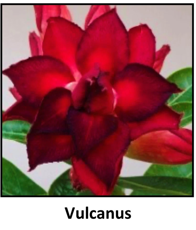 Adenium Obesum Grafted Plant “VULCANUS” Desert Rose Plant *USA SELLER*