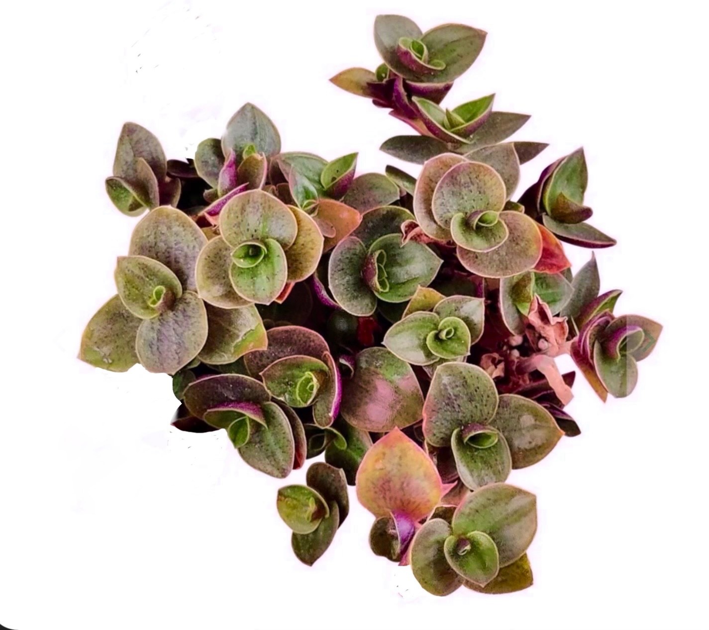 Callisia Repems Sedum- pink lady ( Turtle vines) live plant/fit in 2” pot