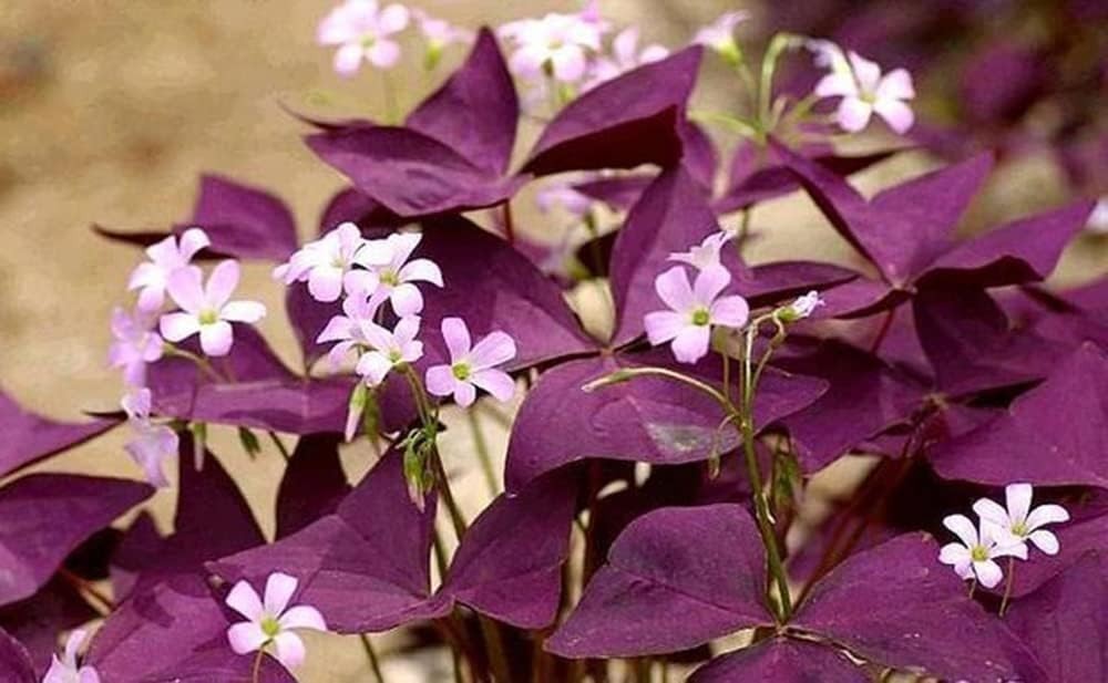 12 Heirloom Purple Shamrocks Bulbs – Easy to Grow for Beginners & Garden Lovers