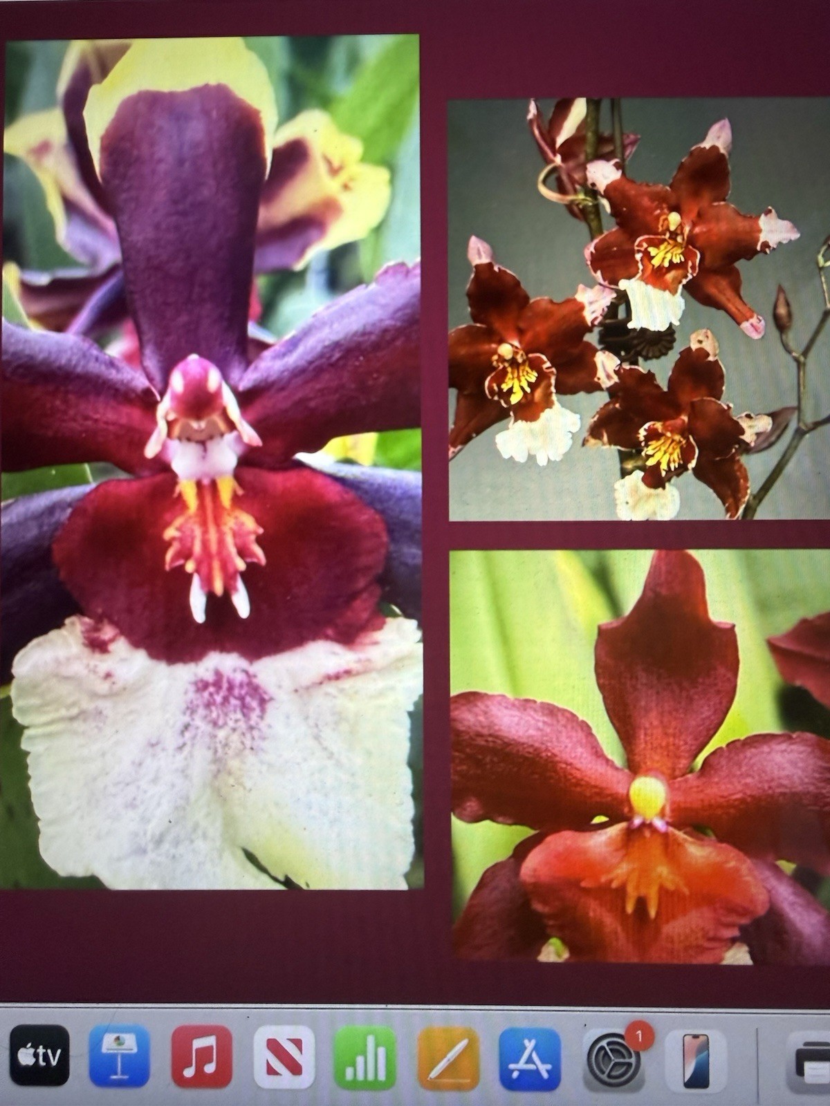 ORCHID PLANTS Onc 3 surp bulb bare root