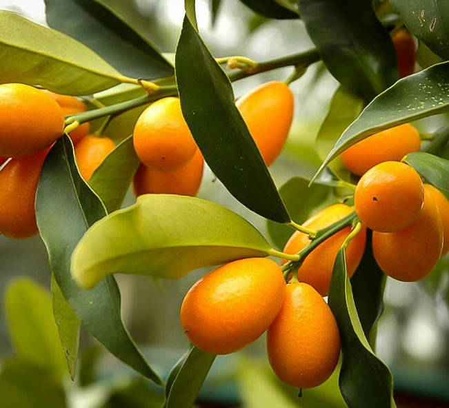 Nagami Kumquat Tree – Semi-Dwarf – 18-36″ Tall – Live Citrus Plant – Gallon Pot