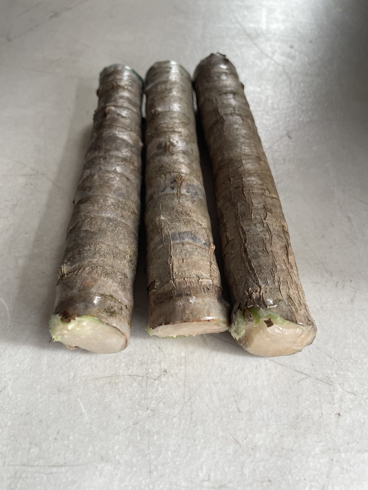 Hawaiian Green Ti Leaf Fresh Cuttings 6″ Starter 3 Logs