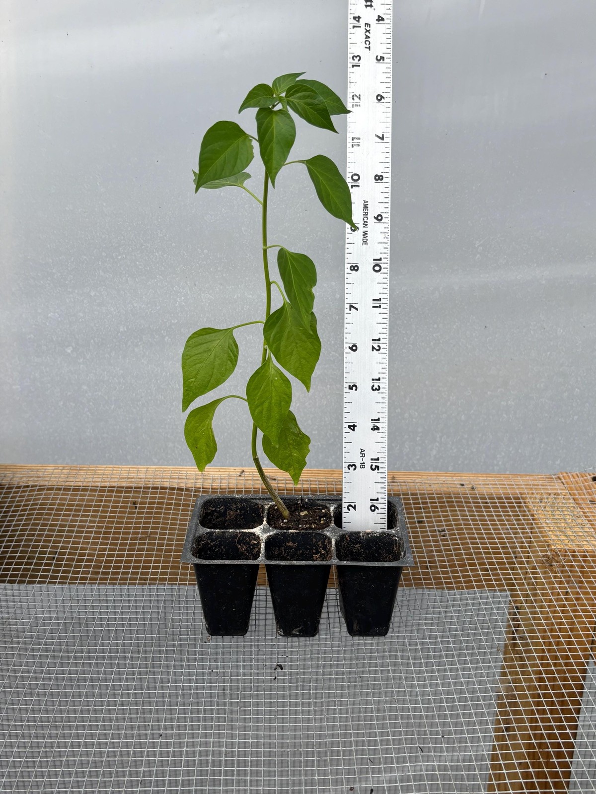 Ghost Pepper *HOT Pepper* Live Plant- Seedlings and Plants- 3″- 12″ tall- 30-60