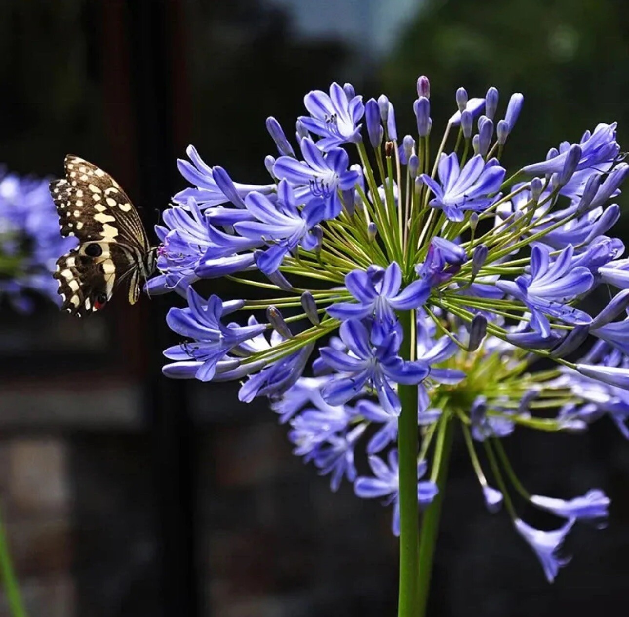 (30+) Hardy Agapanthus/Lily of the Nile Seeds-RARE & EXOTIC! Free USPS Shipping