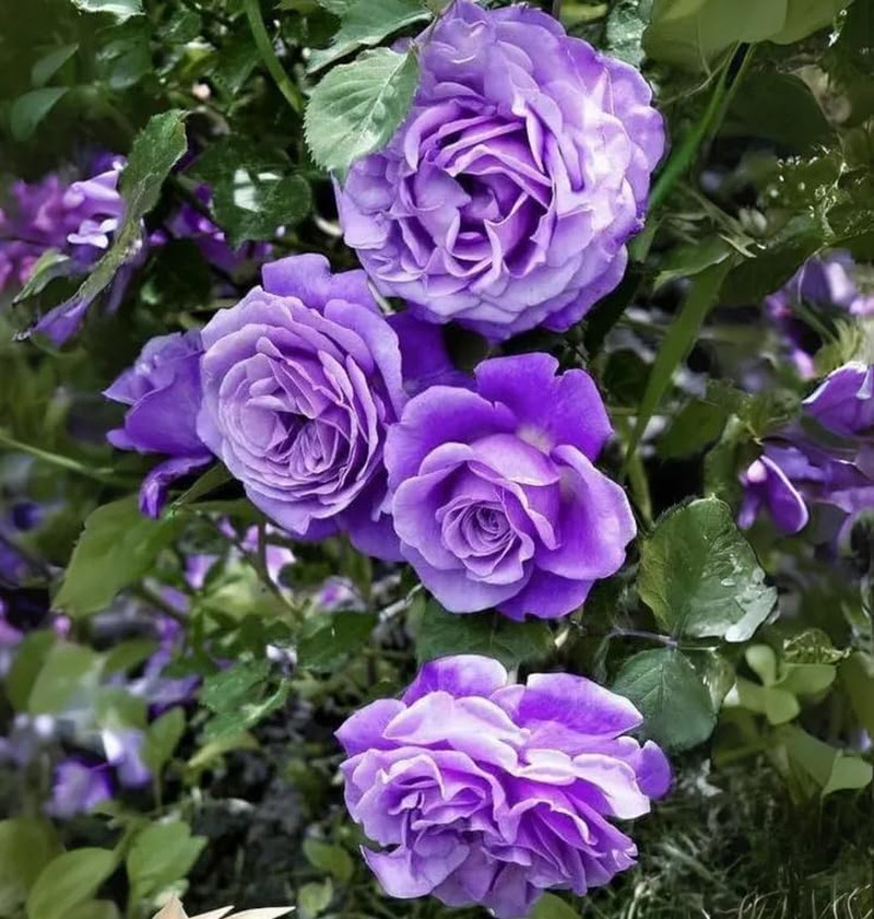 Purple Climbing Rose Rosa Seeds Bush Vine Climber Fragrant Butterfly Rare Non-GM