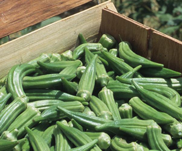 Clemson Spineless Okra seed, Certified Seed, Heirloom, NON GMO Okra Seed